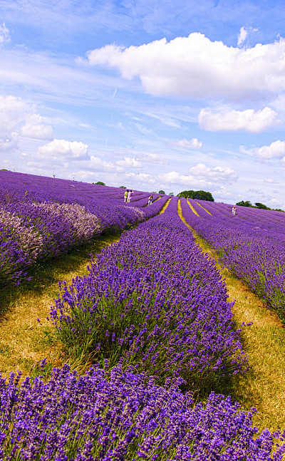 Lavender fields in the Provence. Flickr:nevalenx