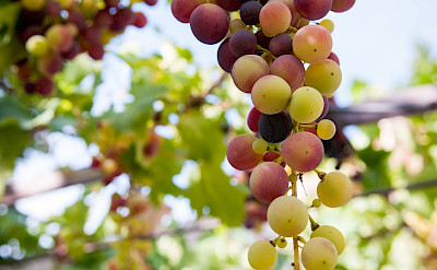Fresh grapes in the Luberon, France. Flickr:Ben & Gab