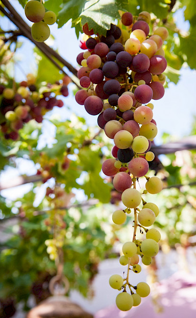 Fresh grapes in the Luberon, France. Flickr:Ben & Gab
