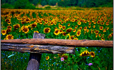 The many sunflower fields! Photo via Flickr:Moyan Brenn