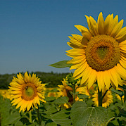 Provence - Van Gogh Photo