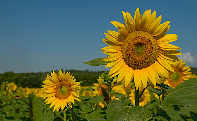 Sunflower fields in Provence, France. Flickr:Alex Janssen