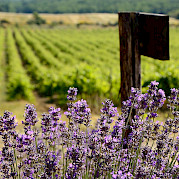 Provence - Van Gogh Photo