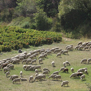 Provence - Van Gogh Photo