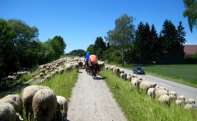Crossing sheep in Passau, Lower Bavaria, Germany. Flickr:Brian Burger