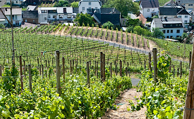Vineyards abound in the valley of the Ahr River, Germany. Flickr:Robert Brands
