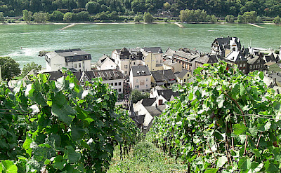 Rheingau wine region! Photo via Flickr:e_calamar