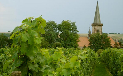 Plenty of Vineyards along the German Wine Route to be seen on your bike tour. Photo via Wikimedia Commons:Panchosuenderhauf