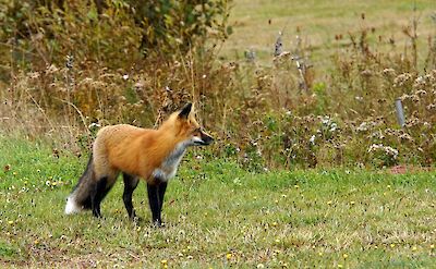 Red fox at North Rustico, Prince Edward Island, Canada. Flickr:Dennis Jarvis