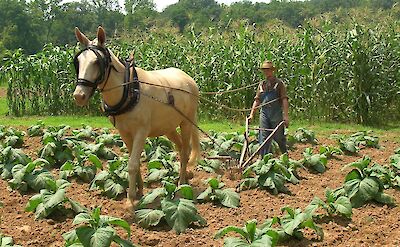 Old-fashioned tobacco farming! Flickr:Land Between the Lakes