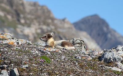 Arctic Fox, Svalbard & Jan Mayen. Flickr:Rob Oo