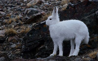 Arctic Hare in NE Greenland. ©Sandra Petrowitz