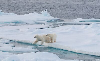Polar Bears in Greenland. ©Frances Draskau