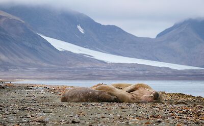 Sleeping seals. ©Frances Draskau