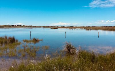 Blue waters of Camargue, France. Unsplash:Ilona Bellotto