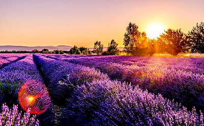 Lavender fields in the Provence! Unsplash:Leonard Cotte