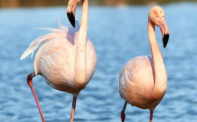 Pair of flamingoes, Camargue, France. Unsplash:Getty Images