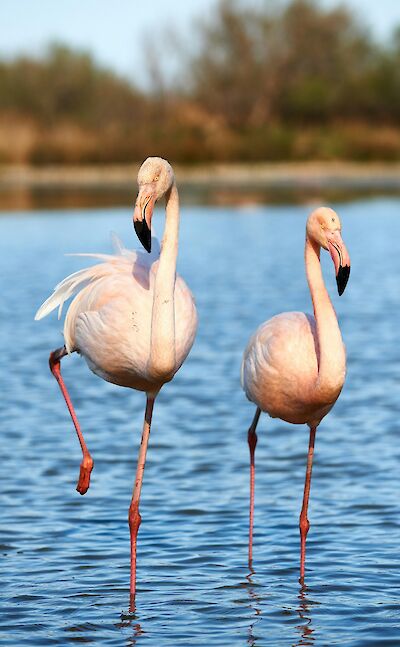 Pair of flamingoes, Camargue, France. Unsplash:Getty Images