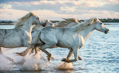 White horses charging through the water in Camargue, France. Unsplash:Getty Images