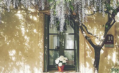 Wisteria growing over a hotel entrance, Camargue, France. Unsplash:Fabien Bazanegue