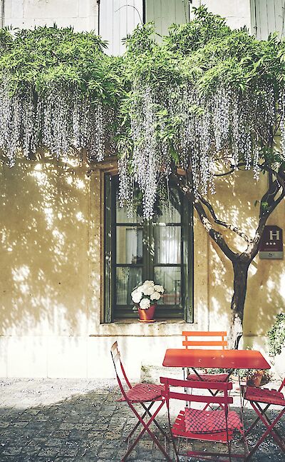 Wisteria growing over a hotel entrance, Camargue, France. Unsplash:Fabien Bazanegue