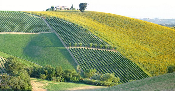 Plenty of vineyards and sunflower fields! Photo via Flickr:pizzodisevo
