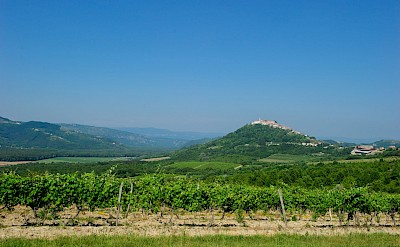 Many vineyards in Istria, Croatia.