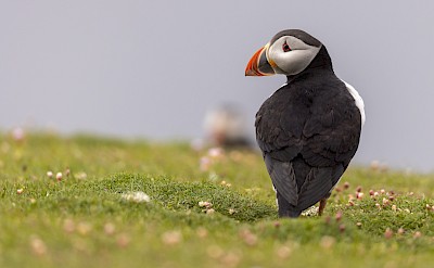 Puffins on the North Atlantic Odyssey Cruise Tour