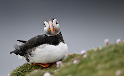 Puffins on the North Atlantic Odyssey Cruise Tour