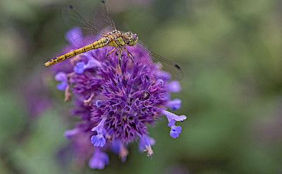 Dragonflies in South Holland, the Netherlands. ©Hollandfotograaf