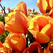 Holland Southern Tulip Tour - A field of bright orange tulips with green leaves, capturing the vibrancy of the blooms against a sunny sky.