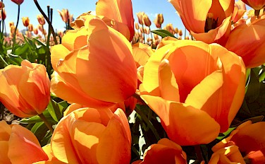 Holland Southern Tulip Tour