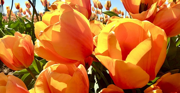 Tulip Tours