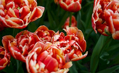 Orange and white tulips, Netherlands. Unsplash:Arnaud Gillard