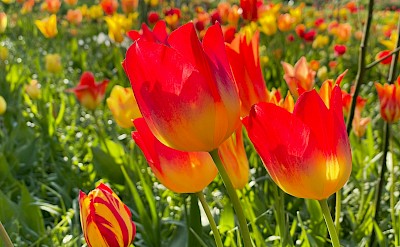 Patch of yellow and red tulips, Netherlands. Unsplash:Bernd Dittrich