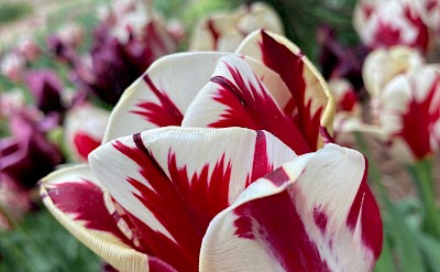 Red and white tulips, Netherlands. Unsplash:American Jael