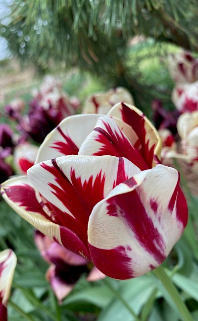 Red and white tulips, Netherlands. Unsplash:American Jael