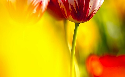 Red and white tulips, Netherlands. Unsplash:Cubicroot