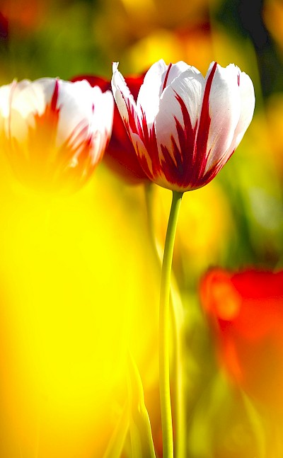 Red and white tulips, Netherlands. Unsplash:Cubicroot
