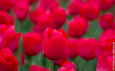 Tulips in Holland, of course! Flickr:Willem van Valkenburg