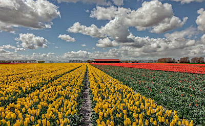 Tulip fields in South Holland, the Netherlands. ©Hollandfotograaf