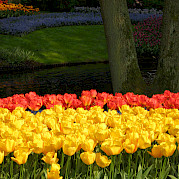 Holland Southern Tulip Tour Photo
