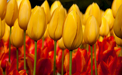 Tulips in the Keukenhof, near Lisse, South Holland, the Netherlands. Flickr:Hans Splinter