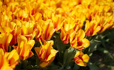 Yellow and red tulips, Netherlands. Unsplash:Demian Du