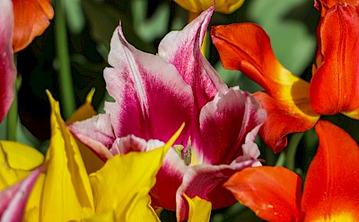 Yellow, pink and red tulips, Netherlands. Unsplash:Asli Yaren Peker