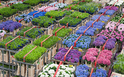 Flower Market in Aalsmeer, the Netherlands. ©TO 52.25785701357726, 4.780478500637119
