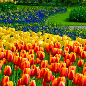 Sul da Holanda Foto
