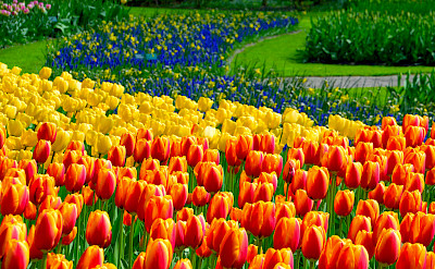 Tulips galore at the Keukenhof, Lisse, South Holland, the Netherlands. Flickr:Adriano Aurelio Araujo