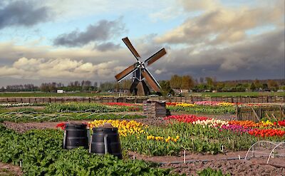 Tulip farm near Amsterdam in the Netherlands. ©Hollandfotograaf
