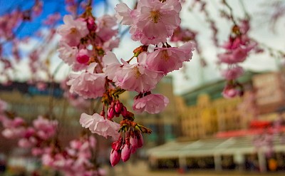 Cherry Blossoms at Kungsträdgården, Stockholm, Sweden. Flickr:chas B